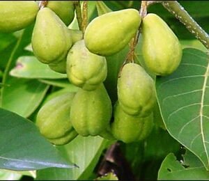 Haritaki/Kadukkai/Hirda/Hard Herbal Live Plant - Image 2
