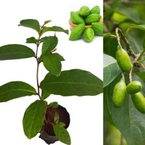 Haritaki/Kadukkai/Hirda/Hard Herbal Live Plant - Image 3