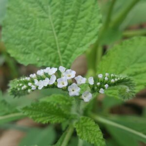 Thekkada/हाथाजोड़ी/Bhurundi/Hatisand/Nega Danti Live Herbal Plant - Image 2