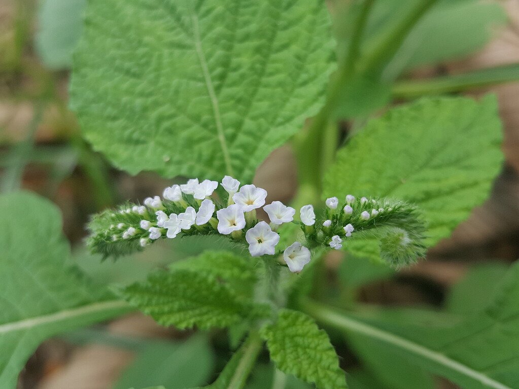 Thekkada/हाथाजोड़ी/Bhurundi/Hatisand/Nega Danti Live Herbal Plant - Image 2