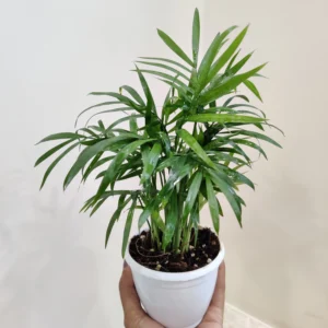 Parlour Palm Chamaedorea Elegans Healthy Live Plant - Image 2
