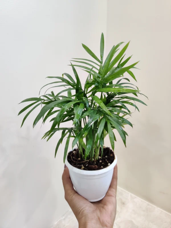 Parlour Palm Chamaedorea Elegans Healthy Live Plant