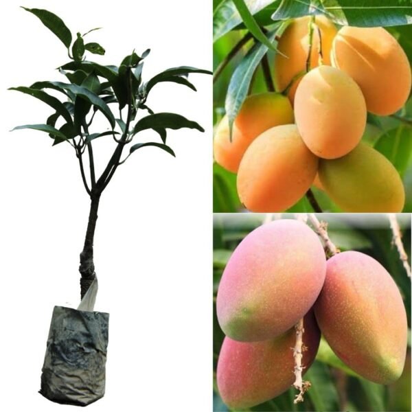 Hybrid Himsagar Mango Fruit Plant