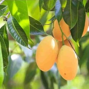 Hybrid Himsagar Mango Fruit Plant