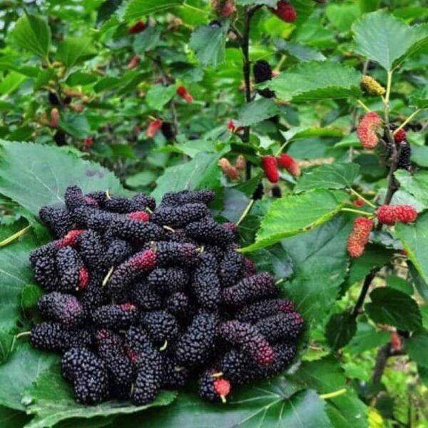 Mulbery/Shahtut Healthy Fruit Plant
