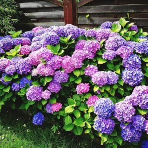 Hydrangea Macrophylla Flower Healthy Plant - Image 2