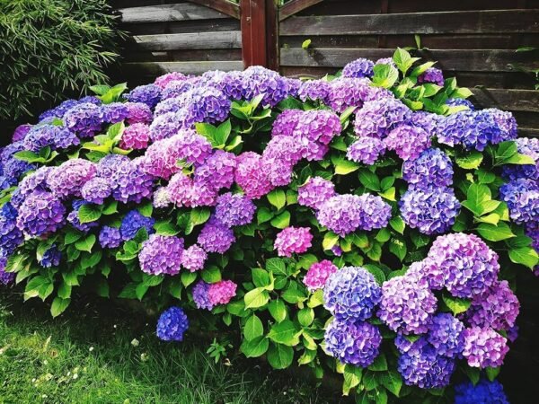 Hydrangea Macrophylla Flower Healthy Plant