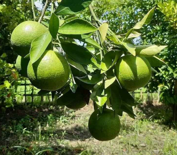 Vietnam Sweet Malta Mosambi Fruit 1-2Foot Longer Grafted Plant