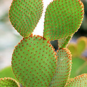 Red Bunny Ear(Opuntia Microdasys ) Indoor Cactus Plant