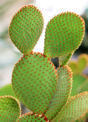 Red Bunny Ear(Opuntia Microdasys ) Indoor Cactus Plant