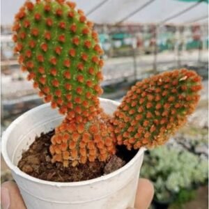 Red Bunny Ear(Opuntia Microdasys ) Indoor Cactus Plant - Image 3