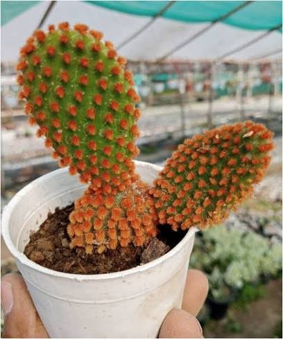 Red Bunny Ear(Opuntia Microdasys ) Indoor Cactus Plant