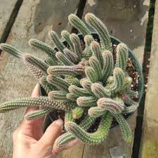 Mini Peanut Cactus Indoor Live Plant - Image 2