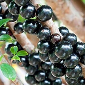 Jaboticaba Hybrid Rare Fruit Plant