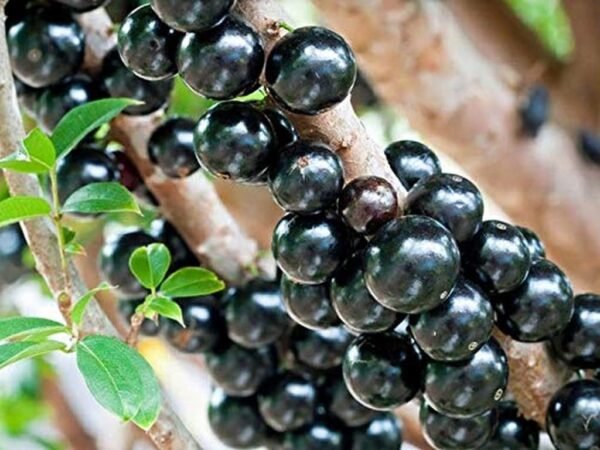 Jaboticaba Hybrid Rare Fruit Plant
