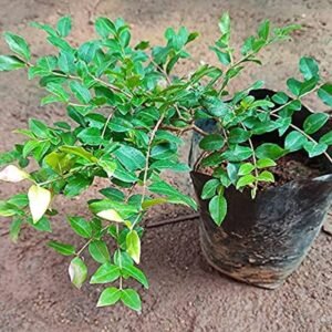 Jaboticaba Hybrid Rare Fruit Plant - Image 2