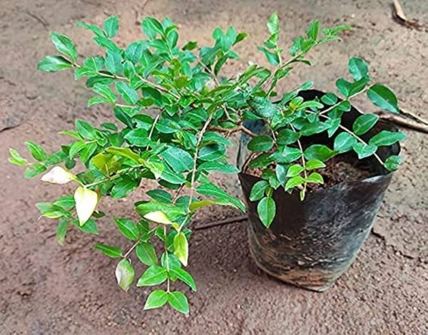 Jaboticaba Hybrid Rare Fruit Plant