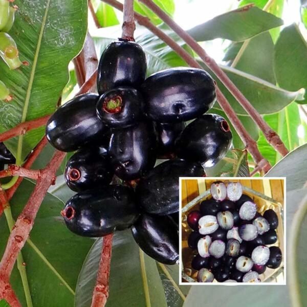 Black Jamun Seedless healthy plant
