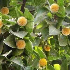 Kadamba/Katampam/Kadamb Healthy Live Plant - Image 2