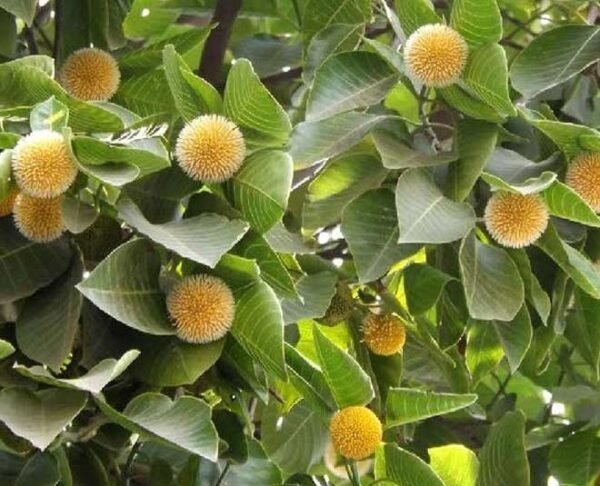 Kadamba/Katampam/Kadamb Healthy Live Plant