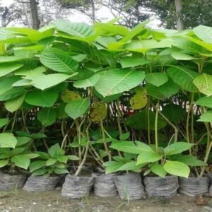 Kadamba/Katampam/Kadamb Healthy Live Plant - Image 3