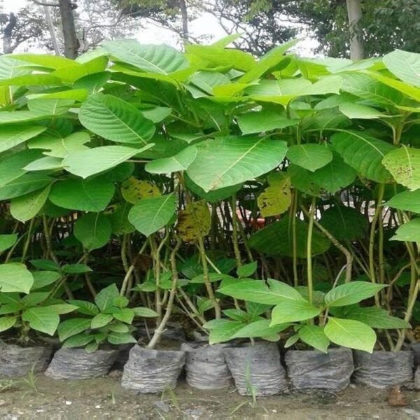 Kadamba/Katampam/Kadamb Healthy Live Plant