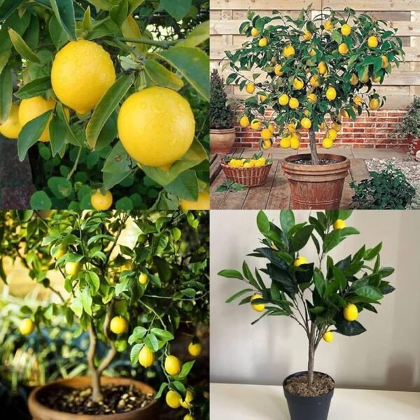 All Time Kagzi Lemon Hybrid Plant