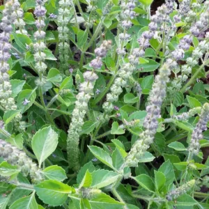 Kapoor tulsi/Camphor Basil/Kedarnath Tulsi Healthy Live Plant - Image 4