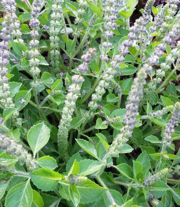 Kapoor tulsi/Camphor Basil/Kedarnath Tulsi Healthy Live Plant