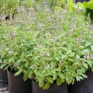 Kapoor tulsi/Camphor Basil/Kedarnath Tulsi Healthy Live Plant - Image 3