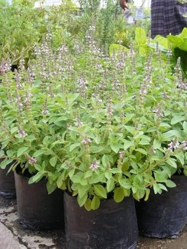 Kapoor tulsi/Camphor Basil/Kedarnath Tulsi Healthy Live Plant