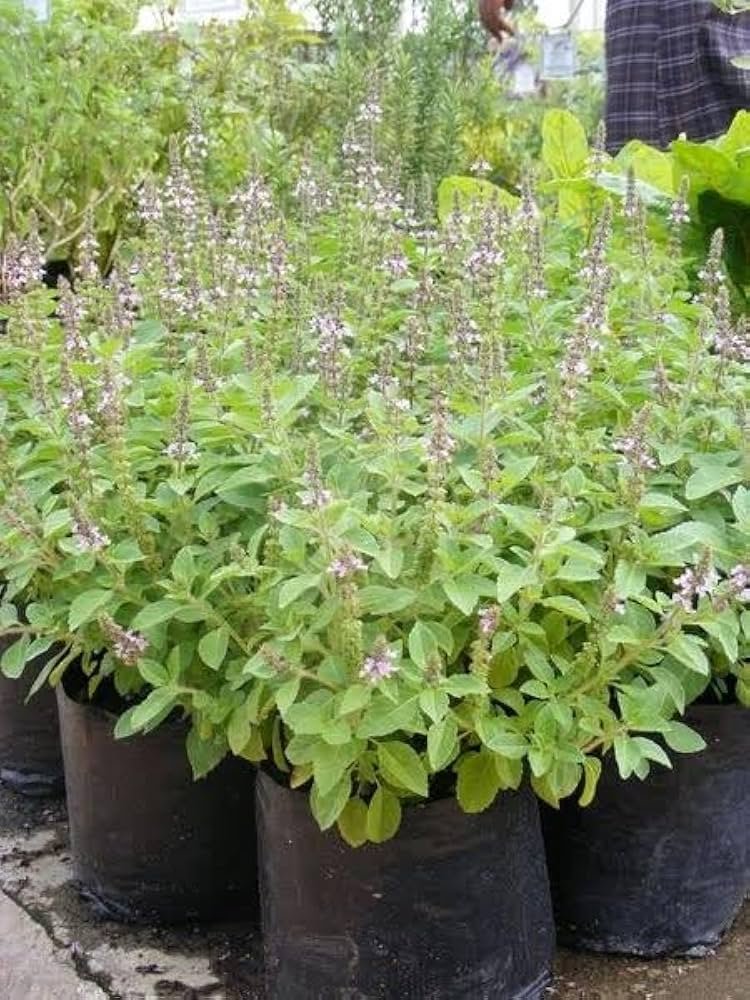 Kapoor tulsi/Camphor Basil/Kedarnath Tulsi Healthy Live Plant - Image 3