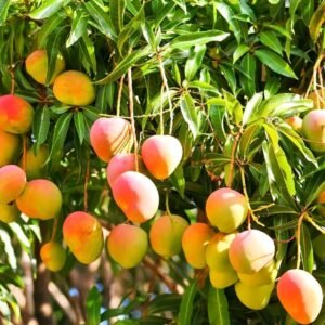 Kesar Mango Grafted Plant
