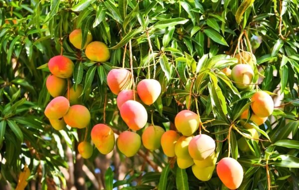 Kesar Mango Grafted Plant