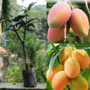 Kesar Mango Grafted Plant - Image 2