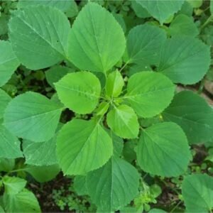 Kuppaimeni/Khokli/Indian Nettle Herbal Helthy Plant - Image 2