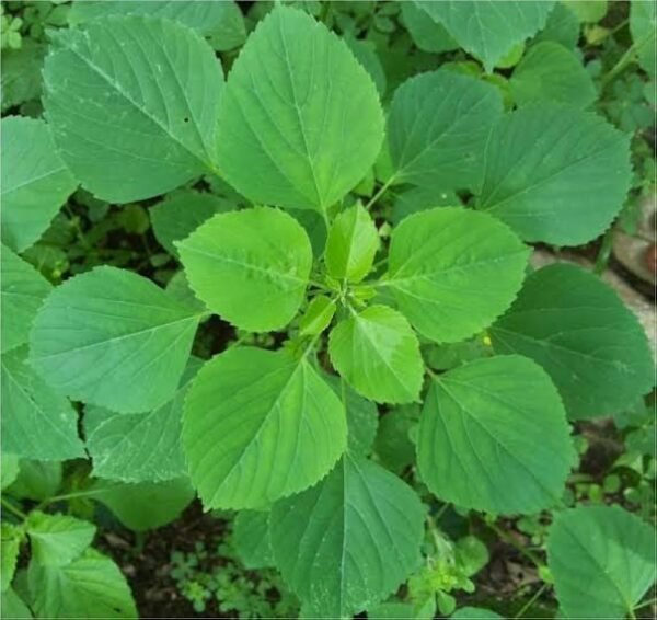 Kuppaimeni/Khokli/Indian Nettle Herbal Helthy Plant