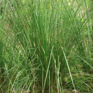 Vetiver Grass/Khus Herbal Live Plant - Image 2