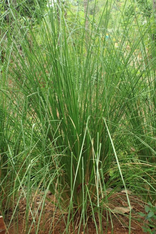 Vetiver Grass/Khus Herbal Live Plant - Image 2