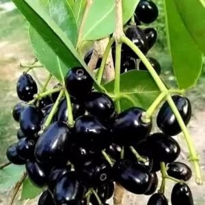 Thai King Black Seedless Jamun Plant