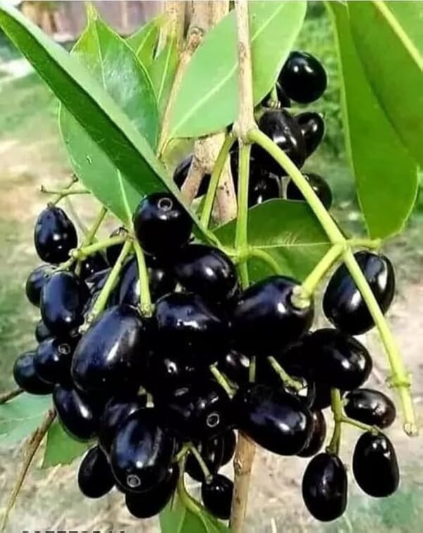 Thai King Black Seedless Jamun Plant