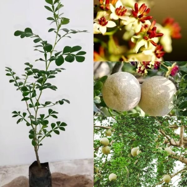 Wood Apple/Kaitha bel/Kod Bel Healthy Fruit Plant