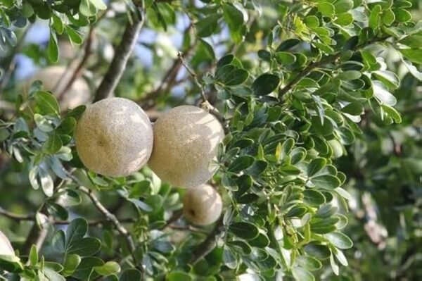 Wood Apple/Kaitha bel/Kod Bel Healthy Fruit Plant