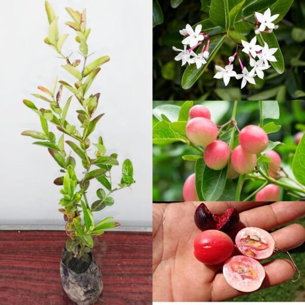 Sweet Karonda/Korchi 1Foot Longer Healthy Plant