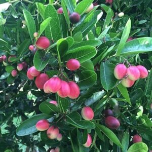 Sweet Karonda/Korchi Healthy Plant