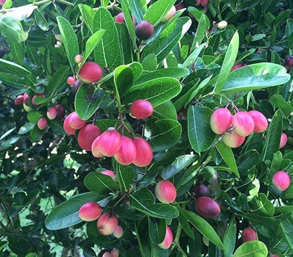 Sweet Karonda/Korchi Healthy Plant