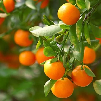 Kumquat Healthy Lemon Grafted Plant