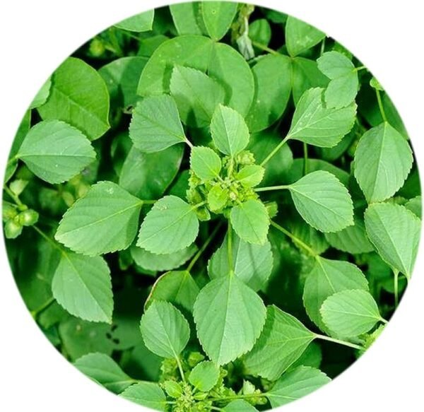 Kuppaimeni/Khokli/Indian Nettle Herbal Helthy Plant