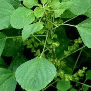 Kuppaimeni/Khokli/Indian Nettle Herbal Helthy Plant - Image 3