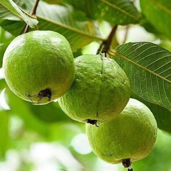 Guava L49 White Hybrid Plant